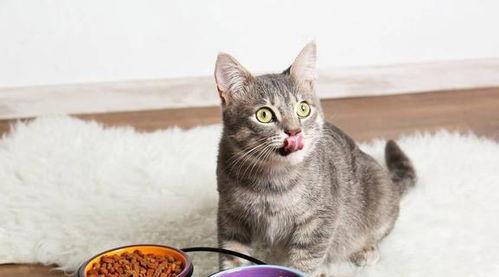 娱乐吃瓜酱29岁猫咪,揭秘宠物界的长寿传奇